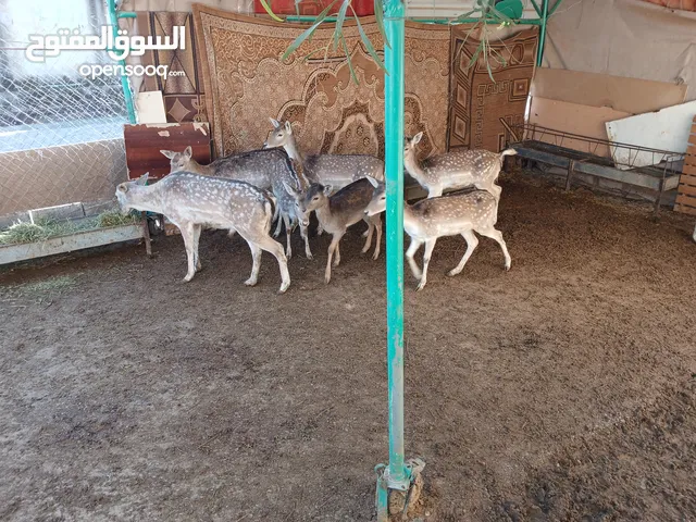 غزلان للبيع