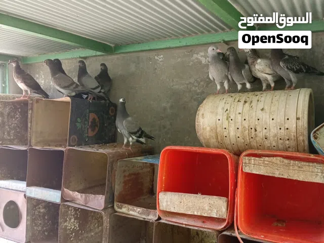 زغاليل حمام للبيع