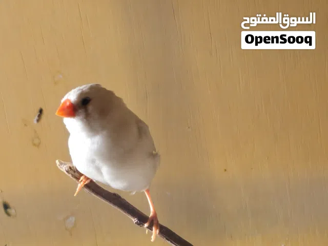 فناجس جامبو