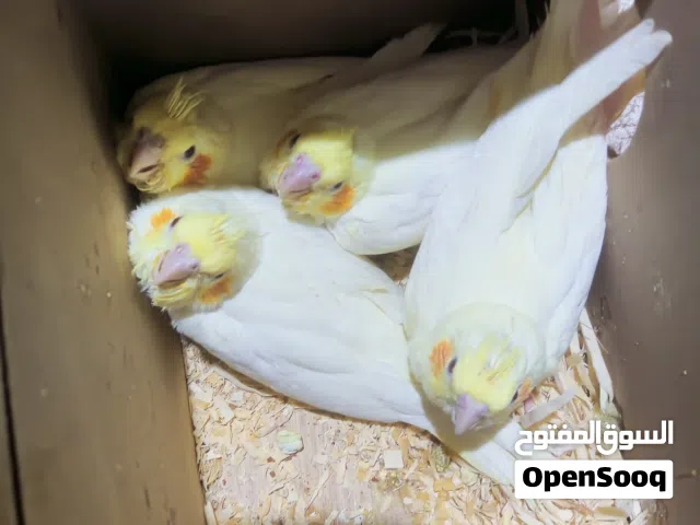 فراخ ببغاء كوكتيل لاتينو