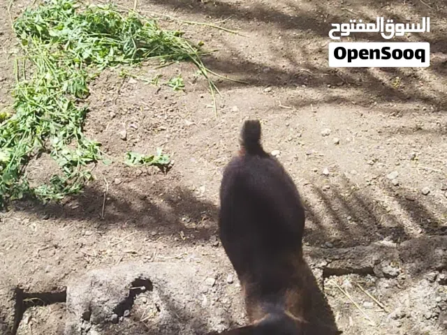 بيع ماعز القزم
