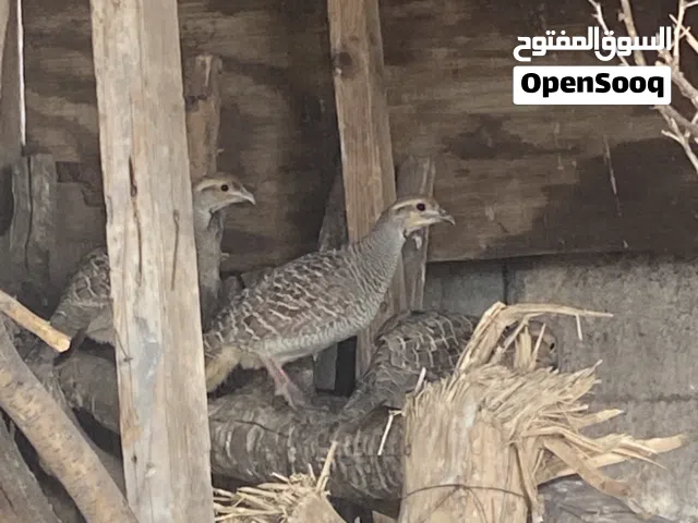 للبيع صفارد عمانيت اصحتهن ممتازه الحمدلله واكبر يصيرن ذبح وتربيه