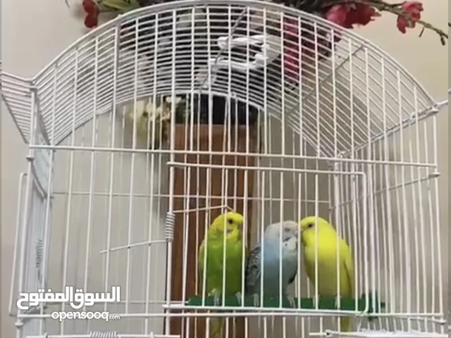Three birds with cage