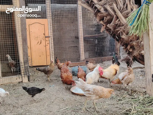 دجاج عماني بياض ويحضن البيض تابع الوصف