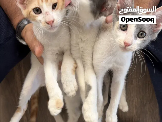 Three kittens for adoption