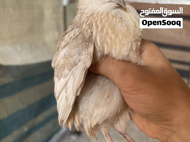 فري مو ماخذ تطعيم سعر رمزي