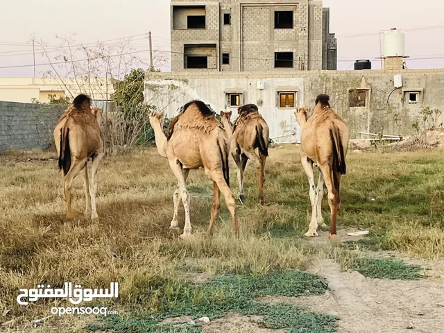 قعدان صغار لحم تن