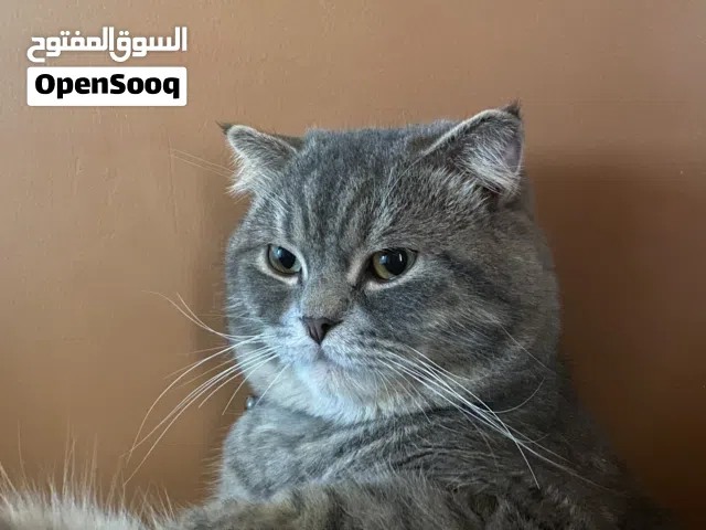 قط شيرازيxسكوتش فولد