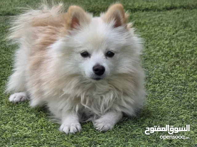 أنثى فولبينو