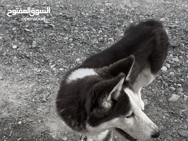 هاسكي للبيع لون مميز