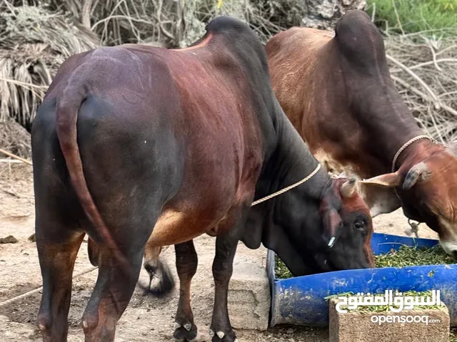 عجالة من نوع صوماليات موجودة في ولاية المصنعه