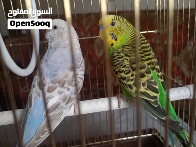 طيور الحب للبيع