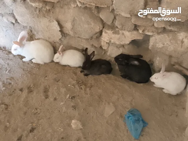 تسع ارانب وذكرين بناديك الماني وست جواز وفرده عمار اربع شهور بسم الله ما شاء الله