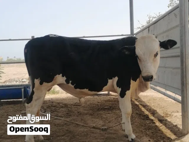 عجل سمين عجل مال صلاله