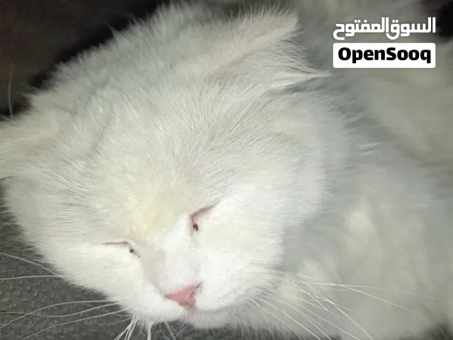 بزونه اليفه كامله الملحقات