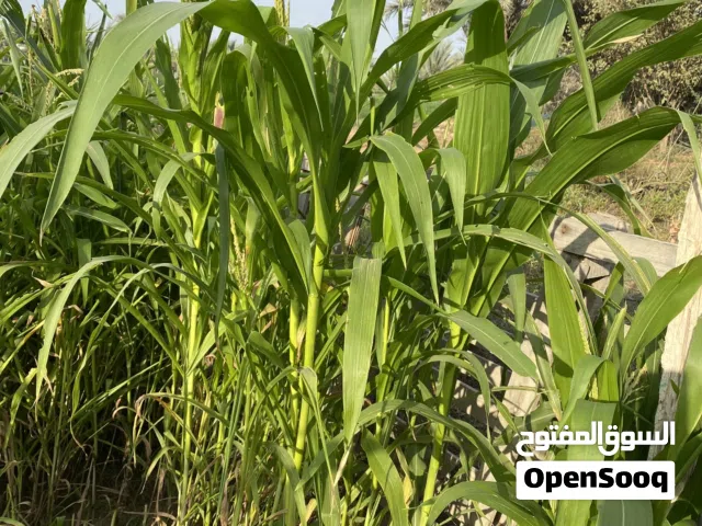 حشيش مورمبو