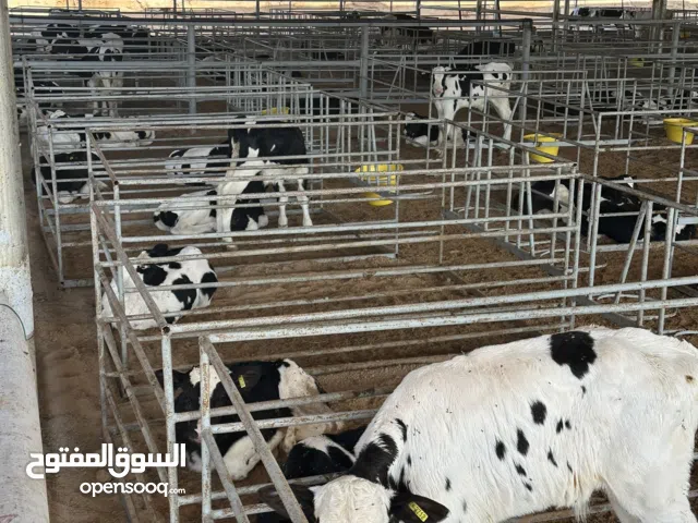 عجل رمضان ، عجول سمان