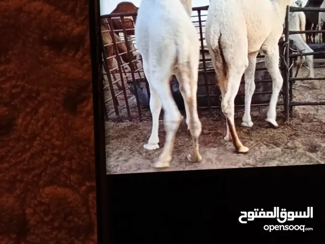 نشتري القعدان المحلية والمستورده
