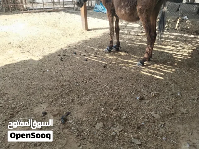 حمار للبيع أنثى.. للبيع او البدل