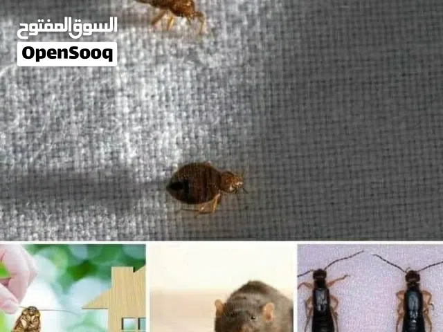 طفشت من الصراصير في بيتك أو مطبخك؟ لا تحاتي تواصل مع الالماس الازرق واحصل على رشة مجانا