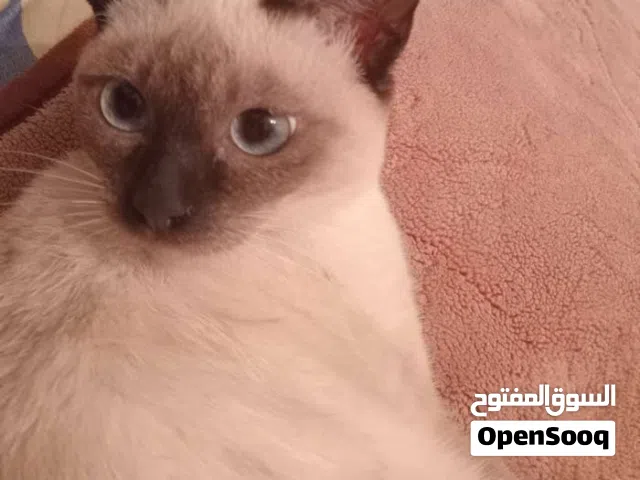 2 قطط سيامي ذكر و انثى ربي يبارك للبيع