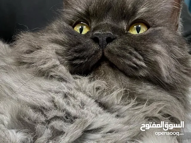قط شيرازي ذكر مخصي للتبني من غير اي رسوم