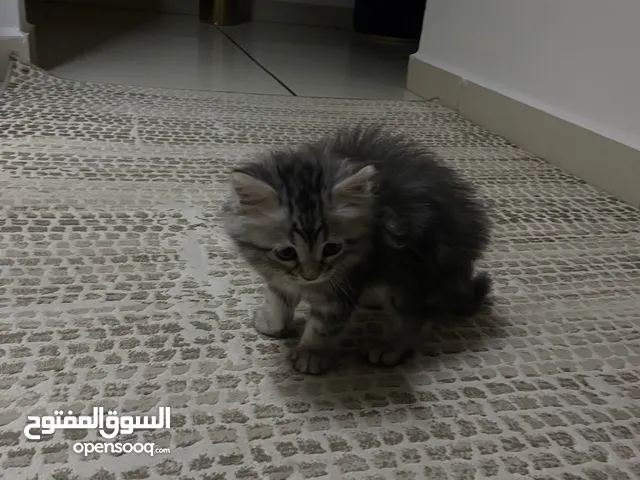قطة للبيع،انثى- العمر شهرين، اربد الحي الجنوبي خلف الراهبات