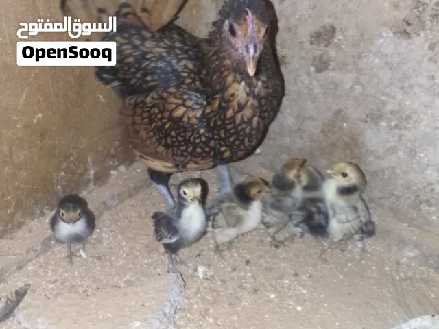 كوبيه انيق منتجه ربي يبارك معها 6فلاليس