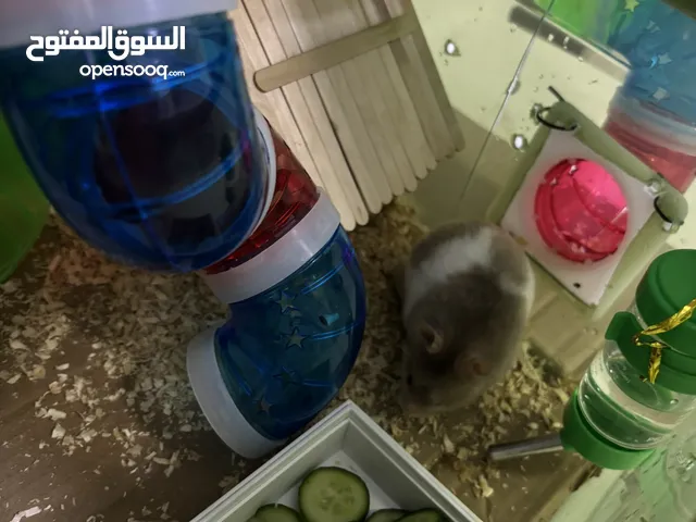 هامستر ذكر وانثى