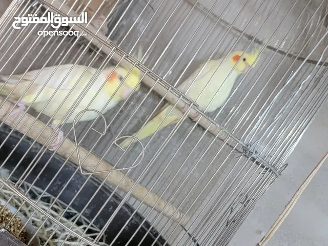 زوج كوكتيل جاهز للإنتاج كانو اليف وعادهم زغار