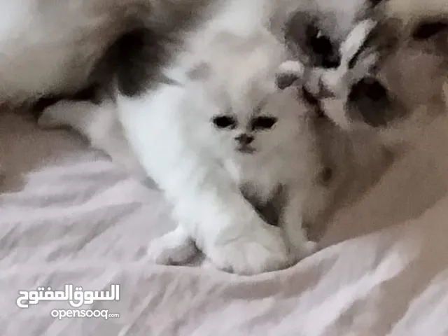 قطه راغدول والام شيرازى تاكل من البيت