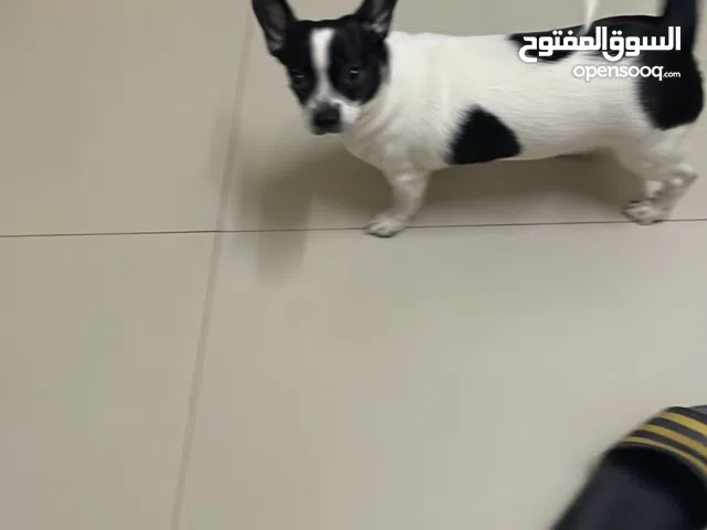 have pet dog available for sale