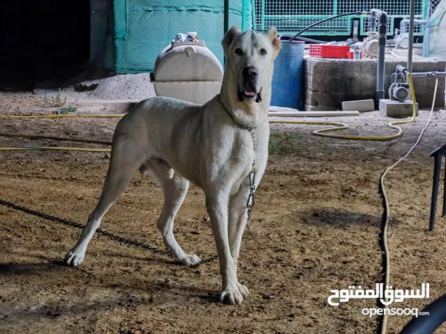 الباي ذكر بيور منتج نوع نادر جدا