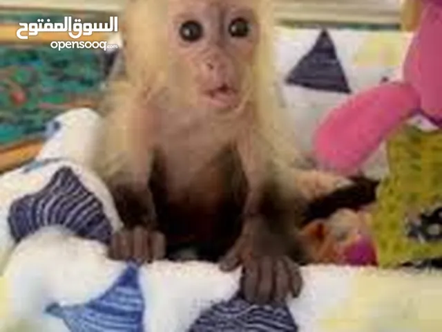 capuchin monkey