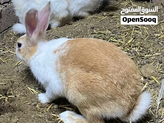 للبيع زوج ارانب