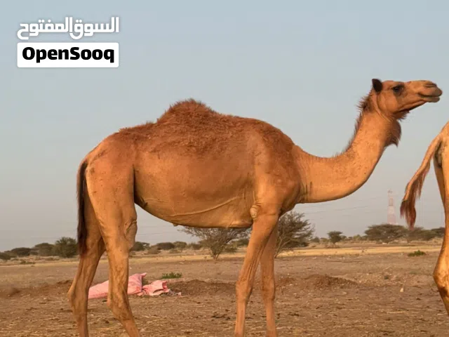 البيع بكره المبلغ 700 اللبيع