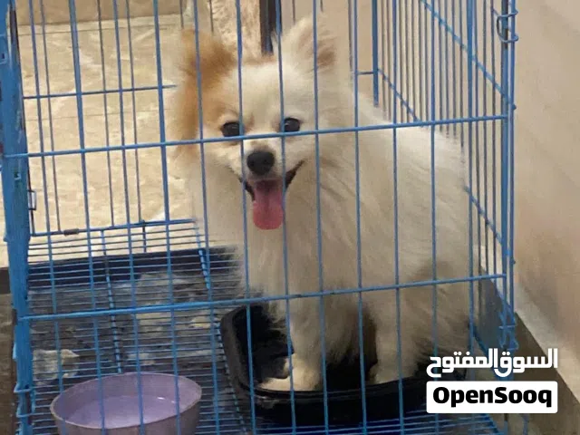 كلب بوماريان ( ذكر - سنة ) + قفص و مستلزمات