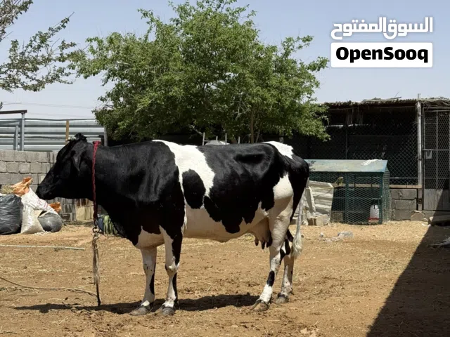 بقرة حلوب للبيع ام ثالث