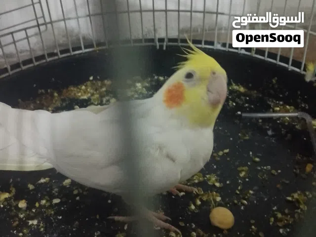 للبيع بسعر حرق