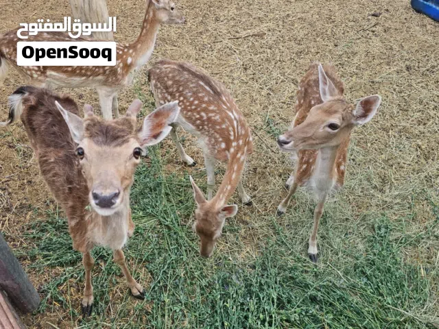 غزلان وحمام للبيع