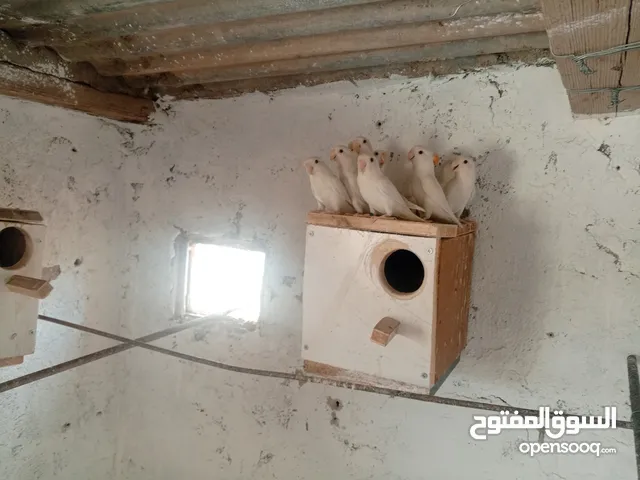 روز البينو ومخاليف