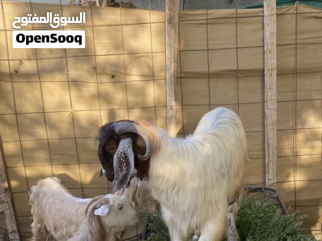 للبيع أغنام