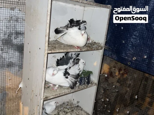 حمام زينه للبيع