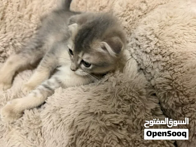 قطط سكوتش فولد- ذكر رمادي عمره شهرين