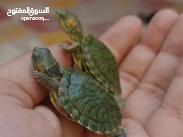 سلاحف برمائية صغيرة