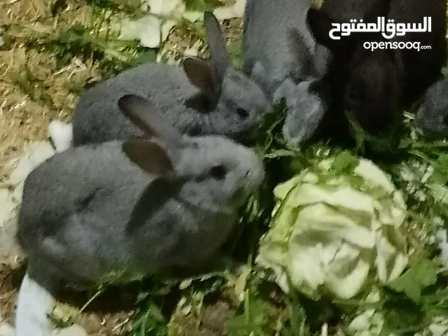 11 ارنب عمر من 3 شهور لثلاثه ونص