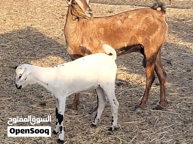 شاتين للبيع