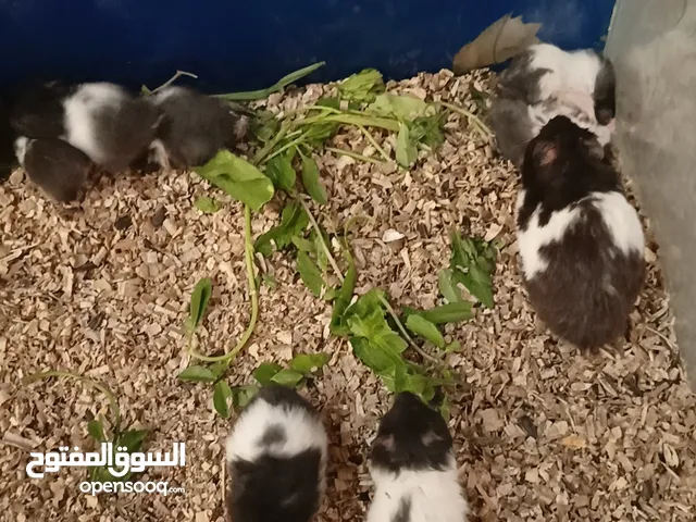 مخاليف هامستر حلوات بقريات صحه فول بسعر مناسب