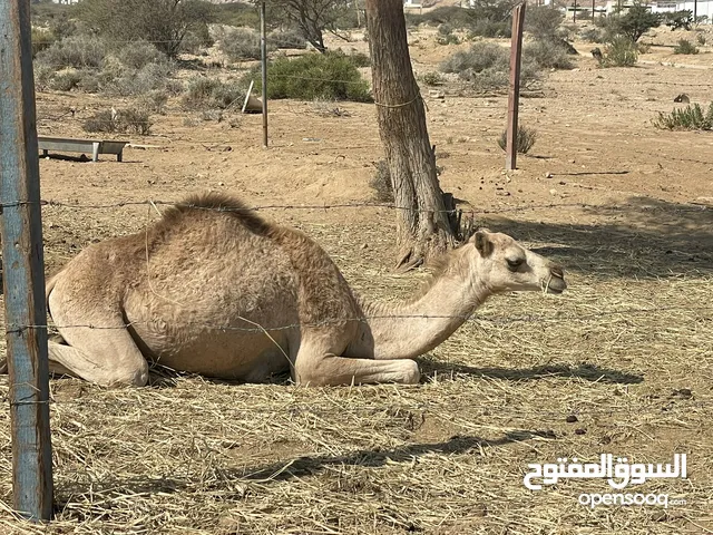 ناقة وبكرة أصايل للبيع