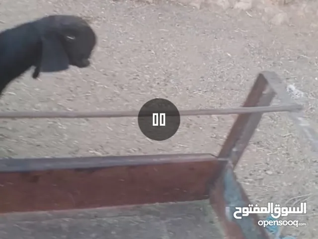 بسم الله ماشاء الله يوجد سخلتين عمر اربع شهور